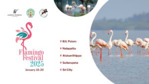 Welcome to Flamingo Festival 2025